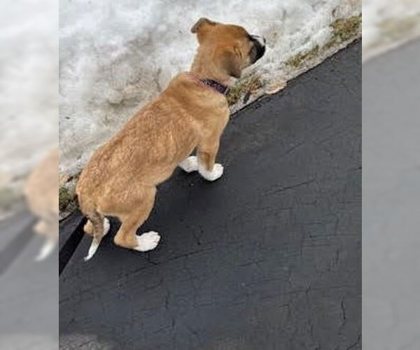 Medium Photo #18 Shepradors Puppy For Sale in Princeton, MN, USA