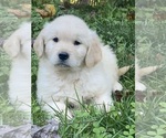 Small #3 Golden Retriever