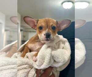 Chihuahua-Unknown Mix Dogs for adoption in Greenville, SC, USA