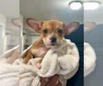 Small Chihuahua Mix