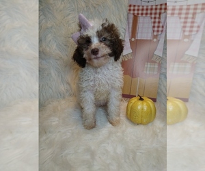Poodle (Miniature) Puppy for sale in INDIANAPOLIS, IN, USA