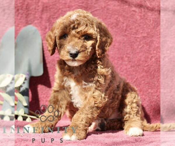 Medium Photo #4 Goldendoodle (Miniature) Puppy For Sale in EPHRATA, PA, USA