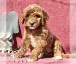 Small #3 Goldendoodle (Miniature)