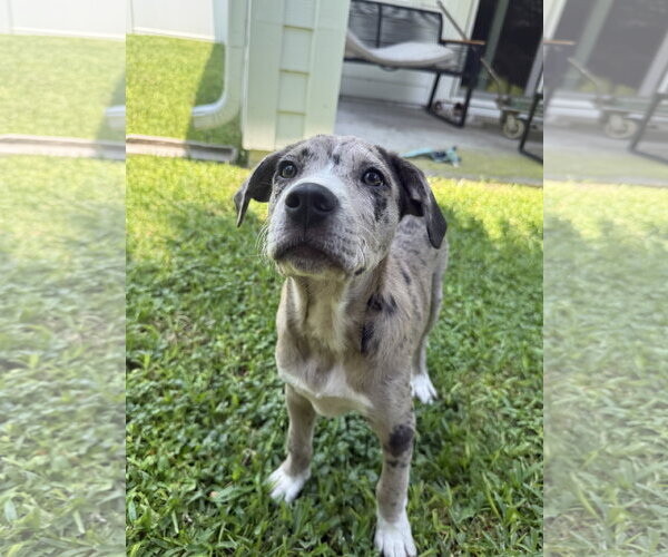 Medium Photo #3 Labrador Retriever-Unknown Mix Puppy For Sale in Royal Palm Beach, FL, USA