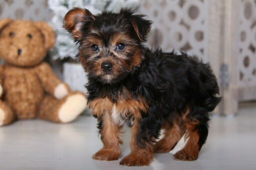 Medium Photo #2 Yorkshire Terrier Puppy For Sale in MOUNT VERNON, OH, USA