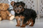 Small Photo #2 Yorkshire Terrier Puppy For Sale in MOUNT VERNON, OH, USA