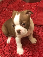 Boston Terrier Puppy for sale in SISTERS, OR, USA