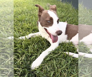 Jinny - Female Labrador Retriever-Unknown Mix Dog for Adoption - Photo #2