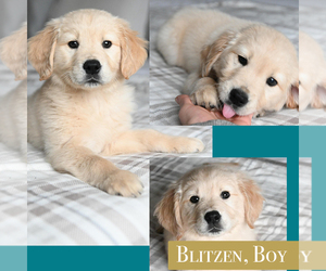 Golden Retriever Puppy for sale in OTTUMWA, IA, USA