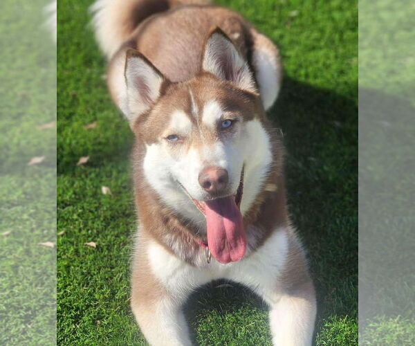 Medium Photo #3 Siberian Husky Puppy For Sale in Matawan, NJ, USA