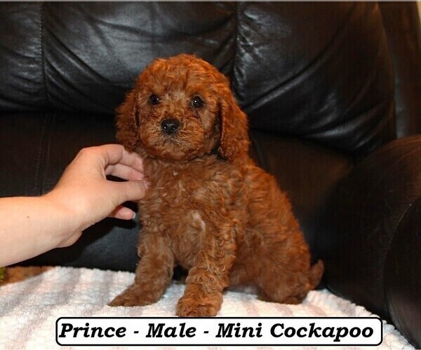Medium Photo #3 Cockapoo (Miniature) Puppy For Sale in CLARKRANGE, TN, USA
