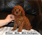 Small #2 Cockapoo (Miniature)