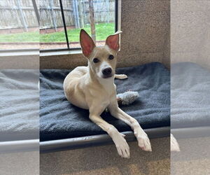 Mutt Dogs for adoption in Rosenberg, TX, USA
