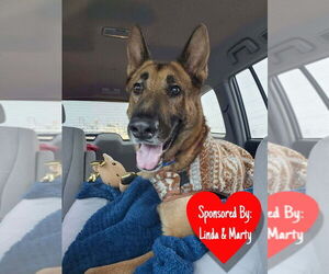 German Shepherd Dog Dogs for adoption in San Leon, TX, USA