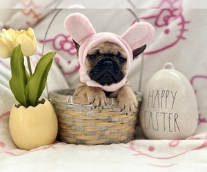 French Bulldog Puppy for Sale in OJAI, California USA