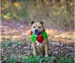 Small #8 American Staffordshire Terrier-Labrador Retriever Mix