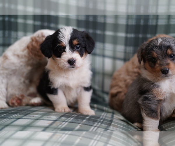 Medium Photo #1 Cardigan Welsh Corgi-Poodle (Miniature) Mix Puppy For Sale in FREDERICK, MD, USA