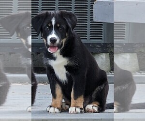 Bernese Mountain Dog-Siberian Husky Mix Puppy for Sale in DAYTON, Ohio USA