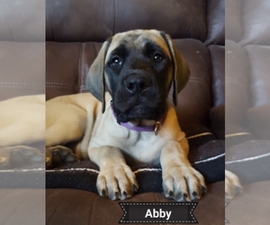 Mastiff Puppy for sale in FORBES PARK, CO, USA