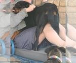 Small Photo #4 Rottweiler Puppy For Sale in San Antonio, TX, USA