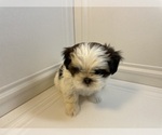 Small Photo #6 Shih Tzu Puppy For Sale in LIBERTY TWP, OH, USA