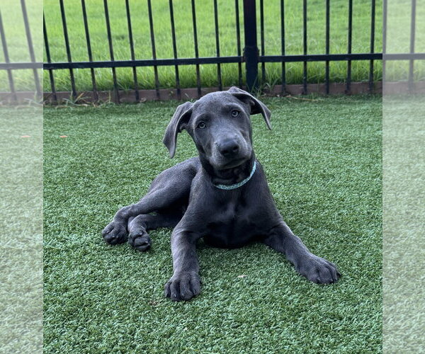 Medium Photo #1 Labrador Retriever-Unknown Mix Puppy For Sale in Fort Worth, TX, USA