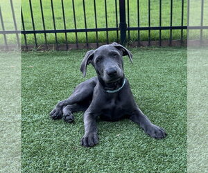 Labrador Retriever-Unknown Mix Dogs for adoption in Fort Worth, TX, USA