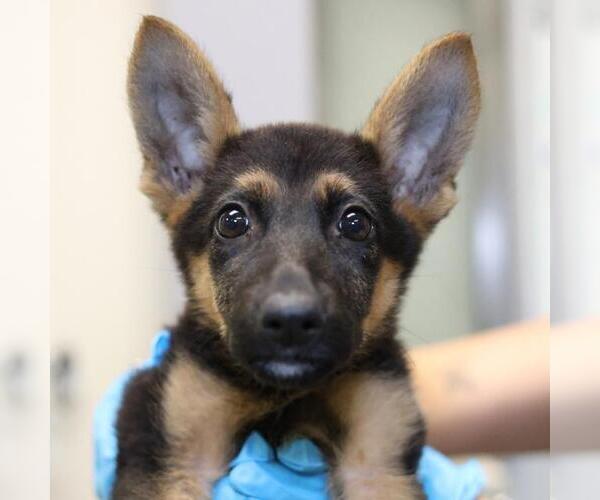 Medium Photo #1 German Shepherd Dog-Unknown Mix Puppy For Sale in San Antonio, TX, USA