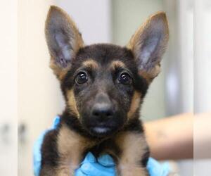 German Shepherd Dog-Unknown Mix Dogs for adoption in San Antonio, TX, USA
