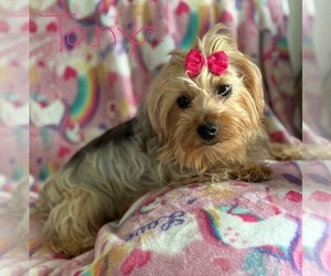 Mother of the Yorkshire Terrier puppies born on 03/18/2025