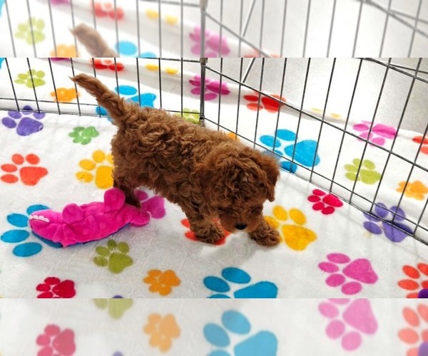 Medium Photo #10 Cavapoo (Miniature)-Poodle (Toy) Mix Puppy For Sale in ORO VALLEY, AZ, USA