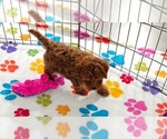 Small #9 Cavapoo (Miniature)-Poodle (Toy) Mix