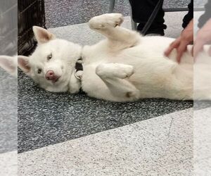 Blossom - Female Siberian Husky Dog for Adoption - Photo #15