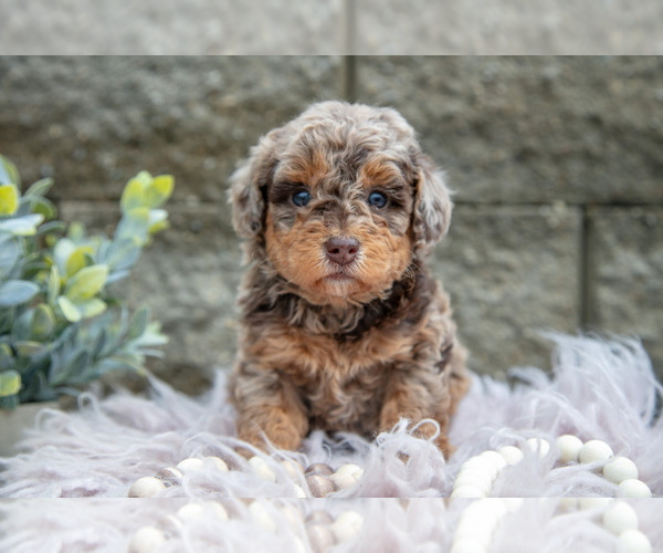 Medium Photo #5 Poodle (Miniature) Puppy For Sale in WOLCOTTVILLE, IN, USA