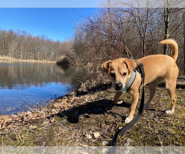 Medium Photo #4 Chiranian Puppy For Sale in Rootstown, OH, USA