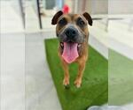 Small American Pit Bull Terrier Mix