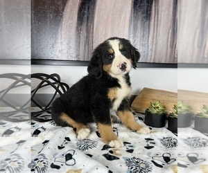 Bernese Mountain Dog Puppy for sale in FRANKLIN, IN, USA