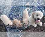 Image preview for Ad Listing. Nickname: Litter of 8