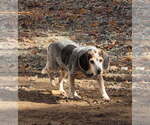 Joan - Female Beagle-Unknown Mix Dog for Adoption - Small photo