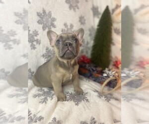 Medium French Bulldog