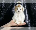 Puppy Teeny Houdini Maltipoo