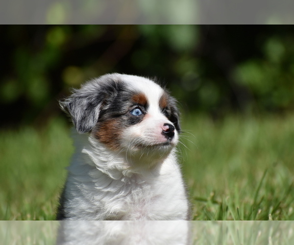 Medium Photo #8 Miniature Australian Shepherd Puppy For Sale in PALM COAST, FL, USA