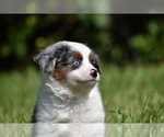 Small #7 Miniature Australian Shepherd