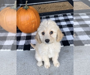 Aussiedoodle Miniature Puppy for sale in FRANKLIN, IN, USA