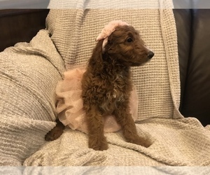 Goldendoodle Puppy for sale in PEORIA, IL, USA