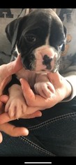 Boxer Puppy for sale in LEES SUMMIT, MO, USA
