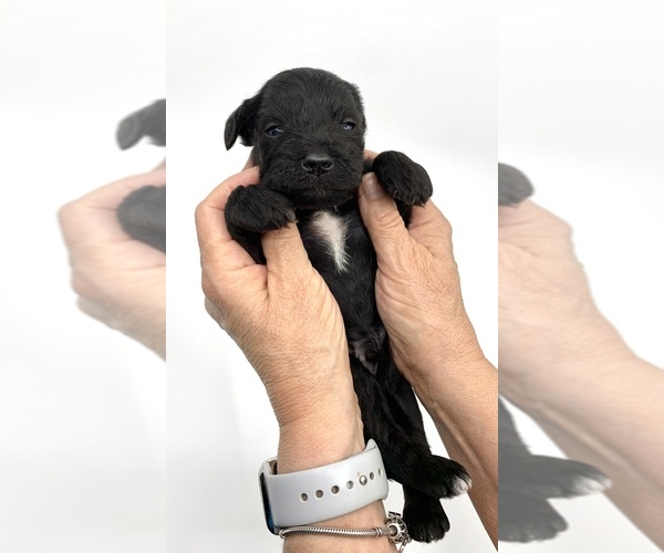Medium Photo #3 Schnauzer (Miniature) Puppy For Sale in WINTERVILLE, GA, USA