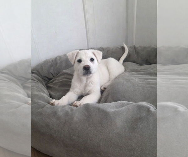 Medium Photo #1 Great Pyrenees-Unknown Mix Puppy For Sale in Thomasville, NC, USA