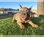 Small #3 French Bulldog