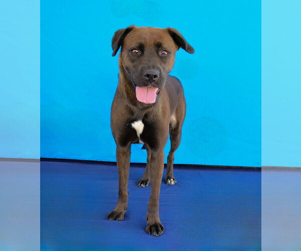 Medium Photo #2 Labrador Retriever-Unknown Mix Puppy For Sale in Pasadena, CA, USA